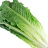 LECHUGA ROMANA X KG